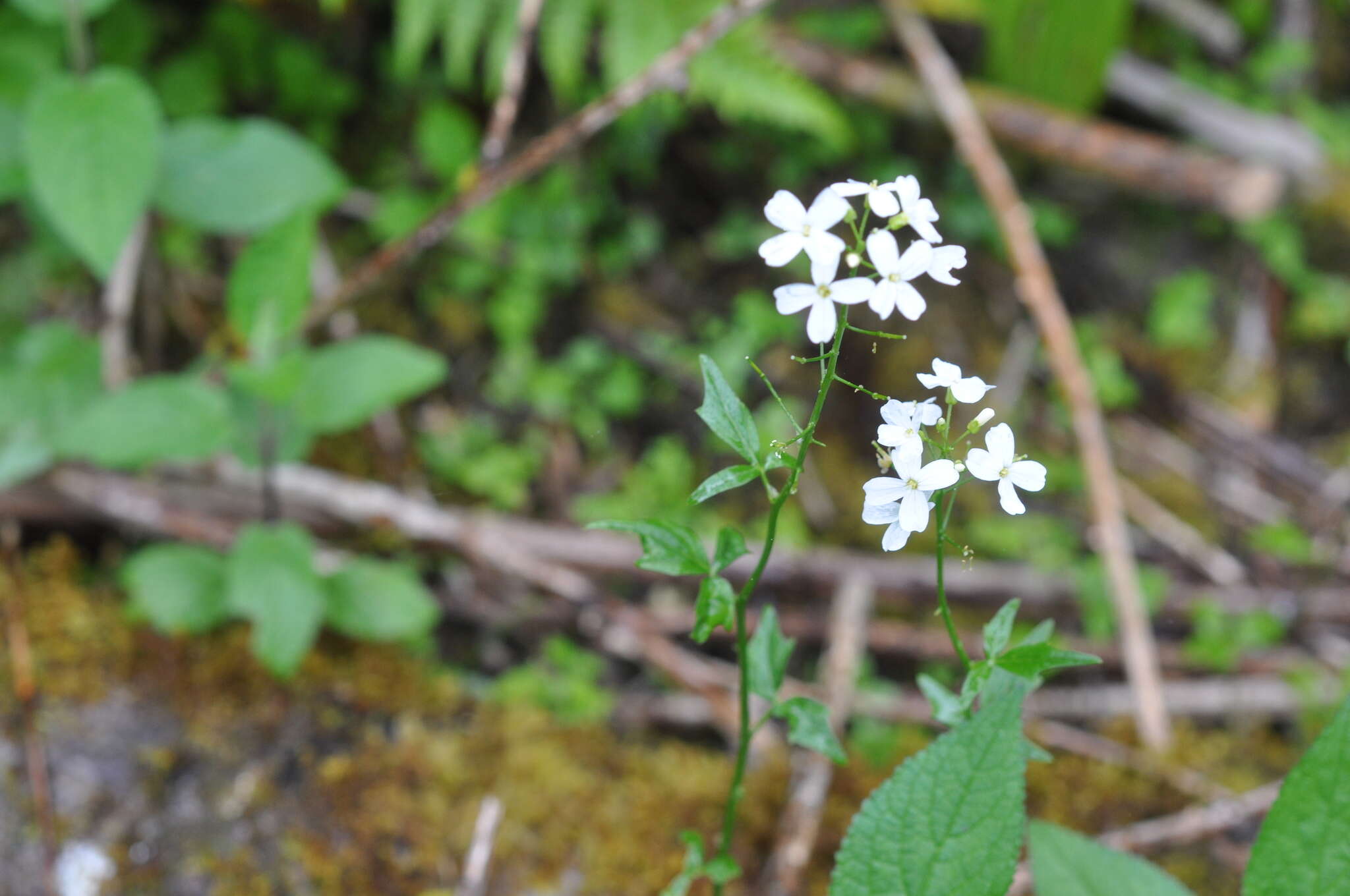 Image of Seaside Bittercress