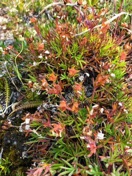 Image of twoflower cinquefoil