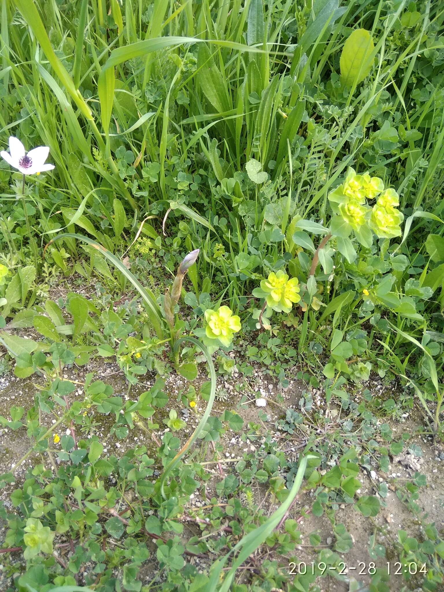 Image of Barbary Nut Iris