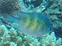 Image of Staghorn damsel