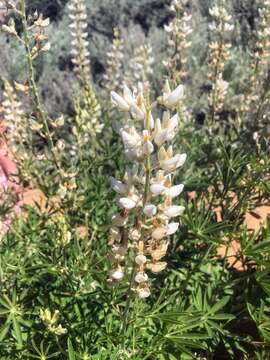 Image of bearded lupine