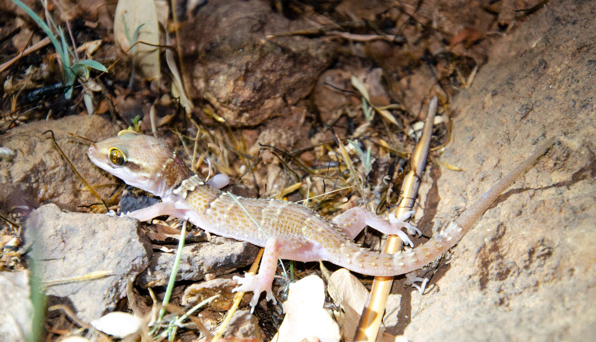 Слика од Hemidactylus triedrus (Daudin 1802)