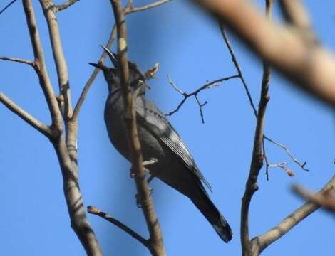 Image of Common Cicadabird