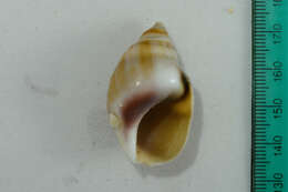 Image of fat plough shell