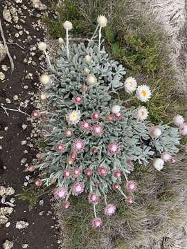 Image of Leucochrysum alpinum (F. Müll.) R. J. Dennis & N. G. Walsh