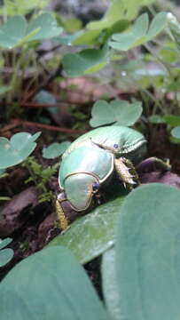 Imagem de Chrysina laniventris (Sturm 1843)