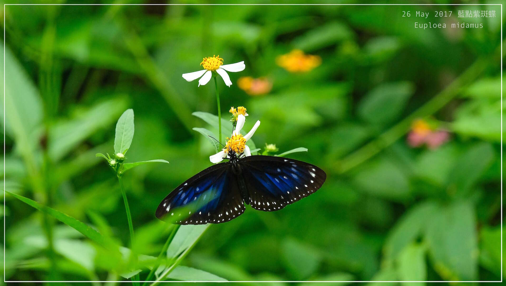 Image of Euploea midamus Linnaeus 1758