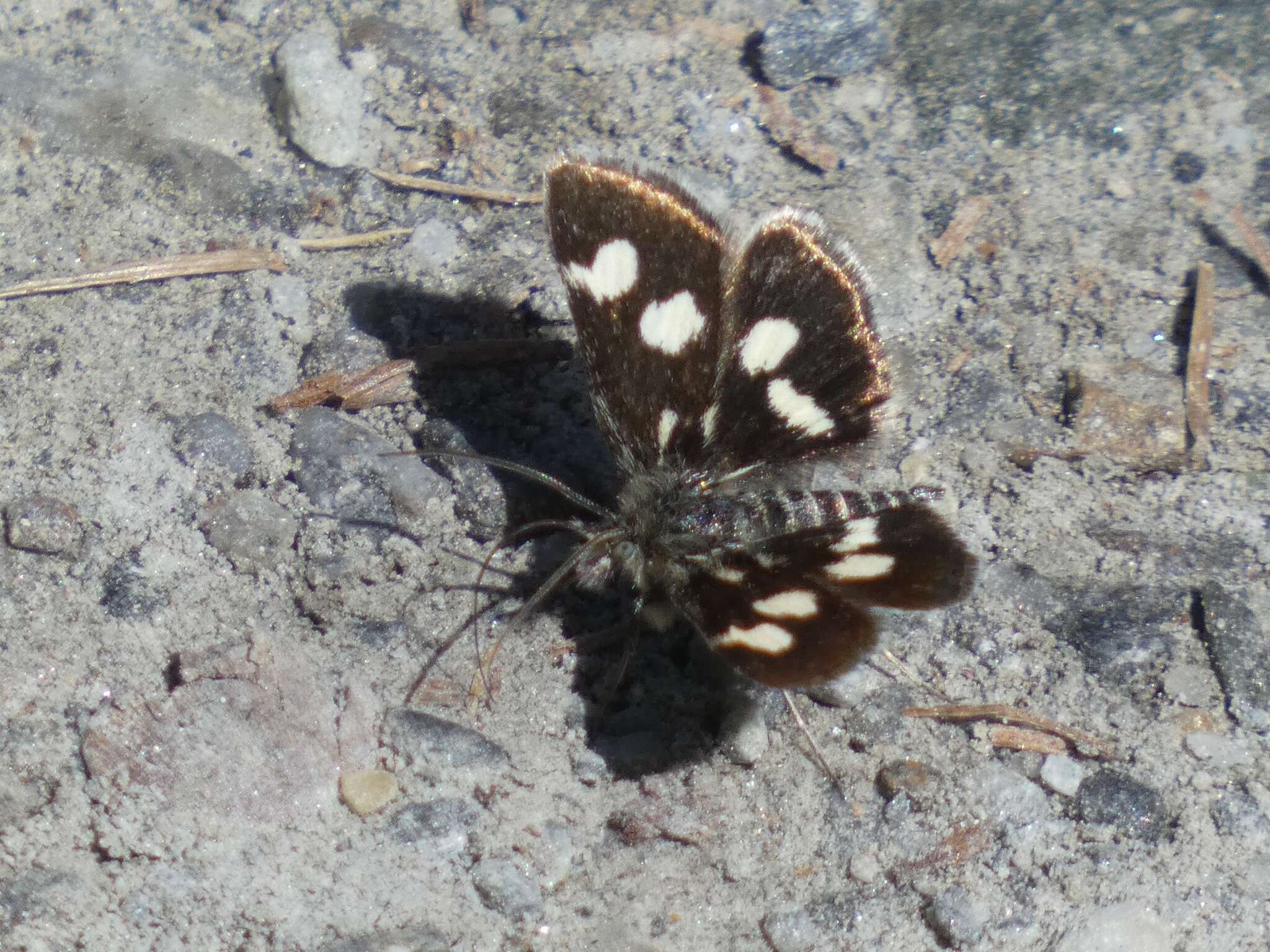 Imagem de Eurrhypis pollinalis