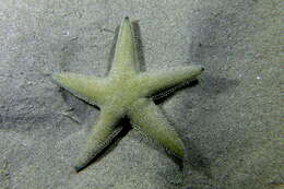 Image of Astropecten jonstoni (Delle Chiaje 1827)