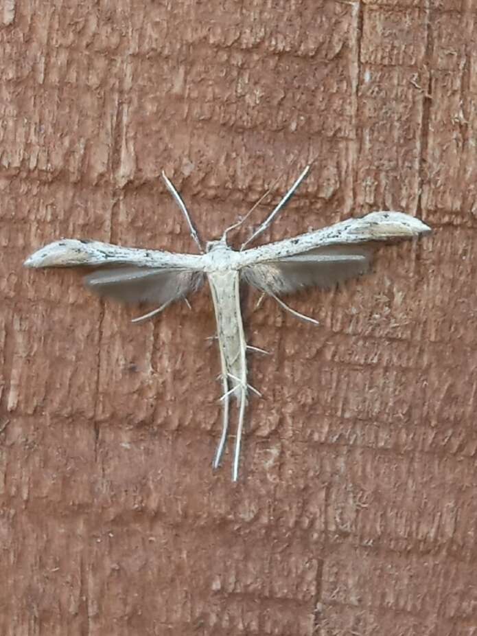 Image of Belfrage's Plume Moth