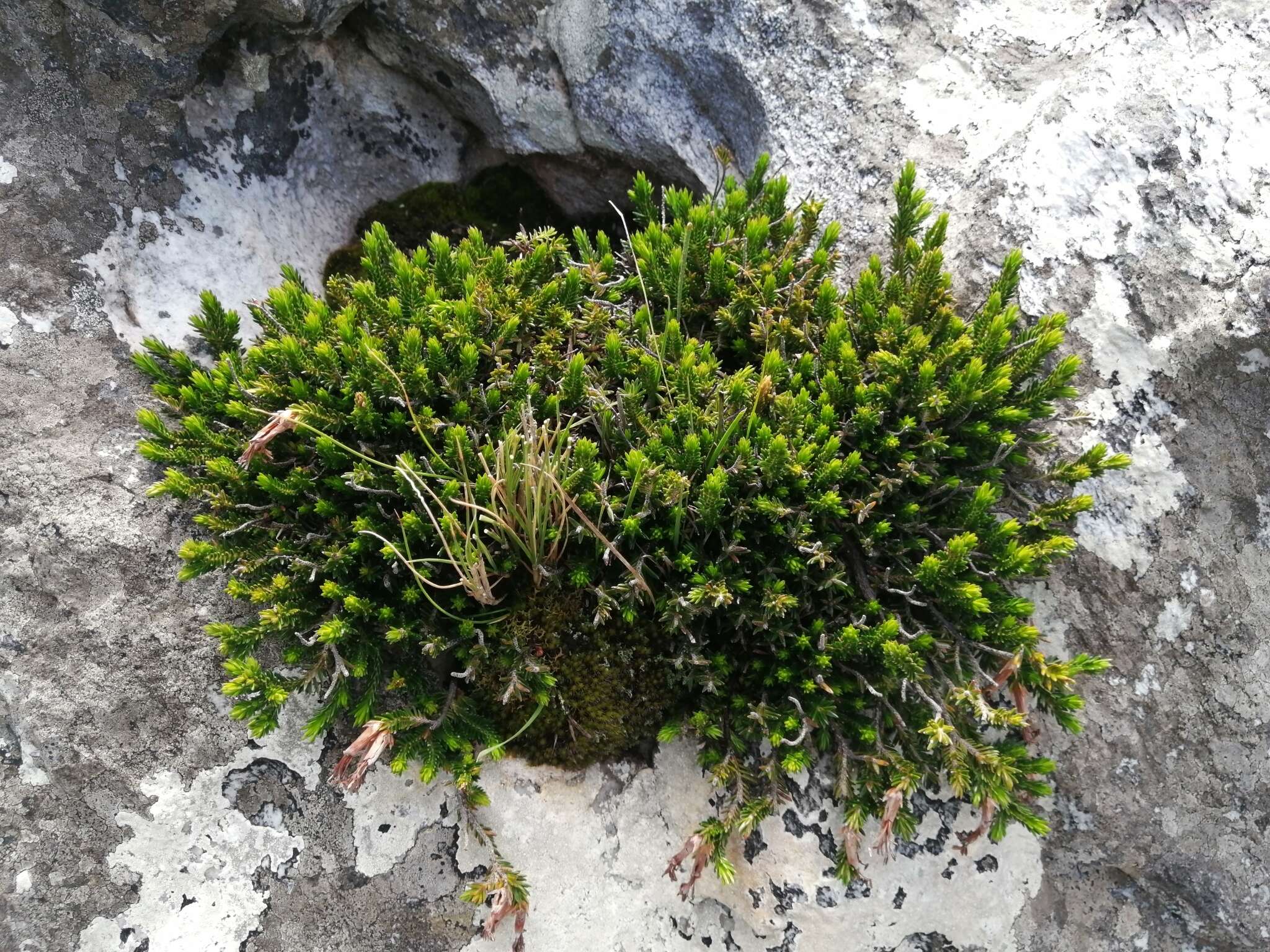 Image of Erica banksia subsp. purpurea (Andrews) E. G. H. Oliv. & I. M. Oliv.