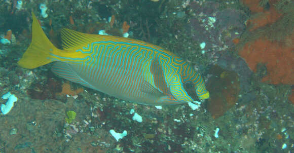 Image of Barred rabbitfish