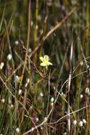 Image of Drosera intricata Planch.