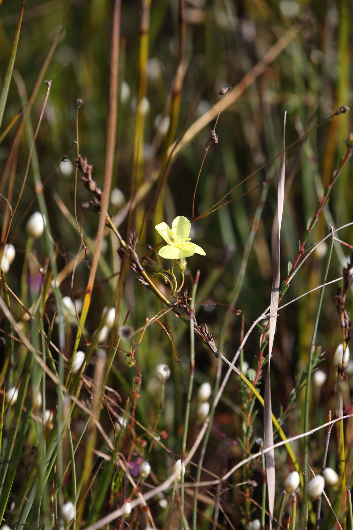 Image of Drosera intricata Planch.