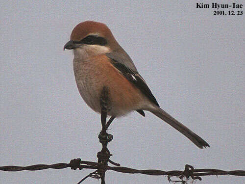 Image of Bull-headed Shrike