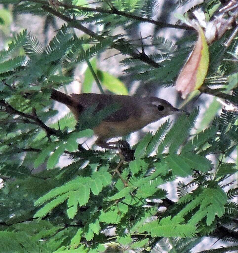 Image of Mountain Wren