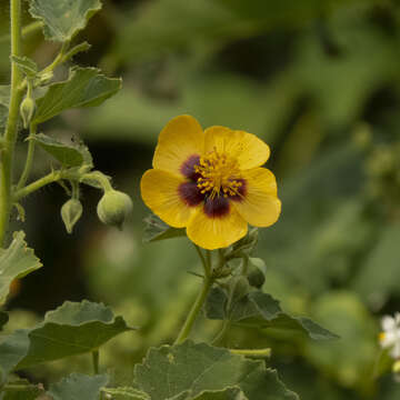 صورة Abutilon hirtum (Lam.) Sweet