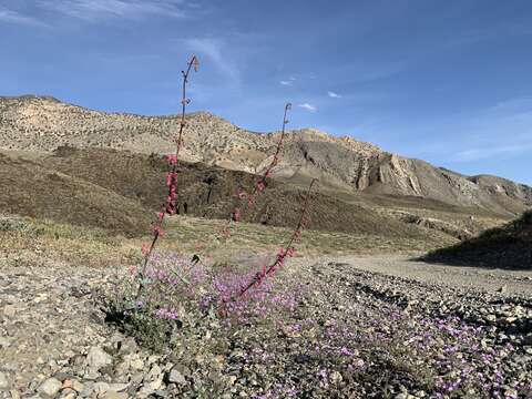 Image of Austin's beardtongue