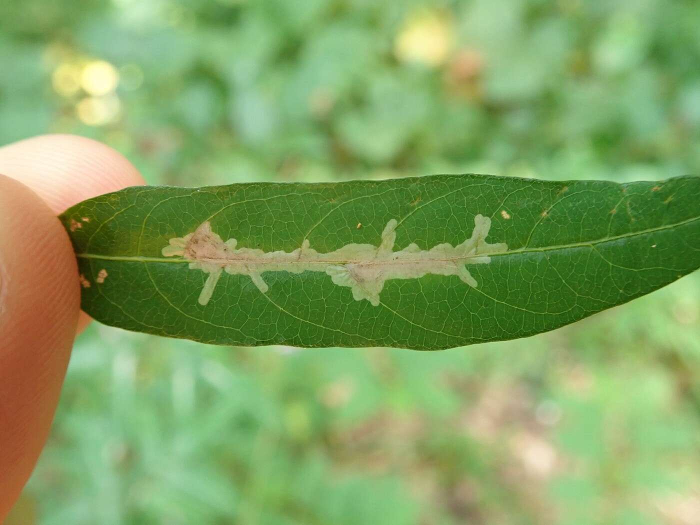 Image of Locust Digitate Leafminer