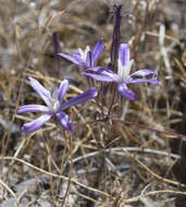 Image of Dwarf Brodiaea