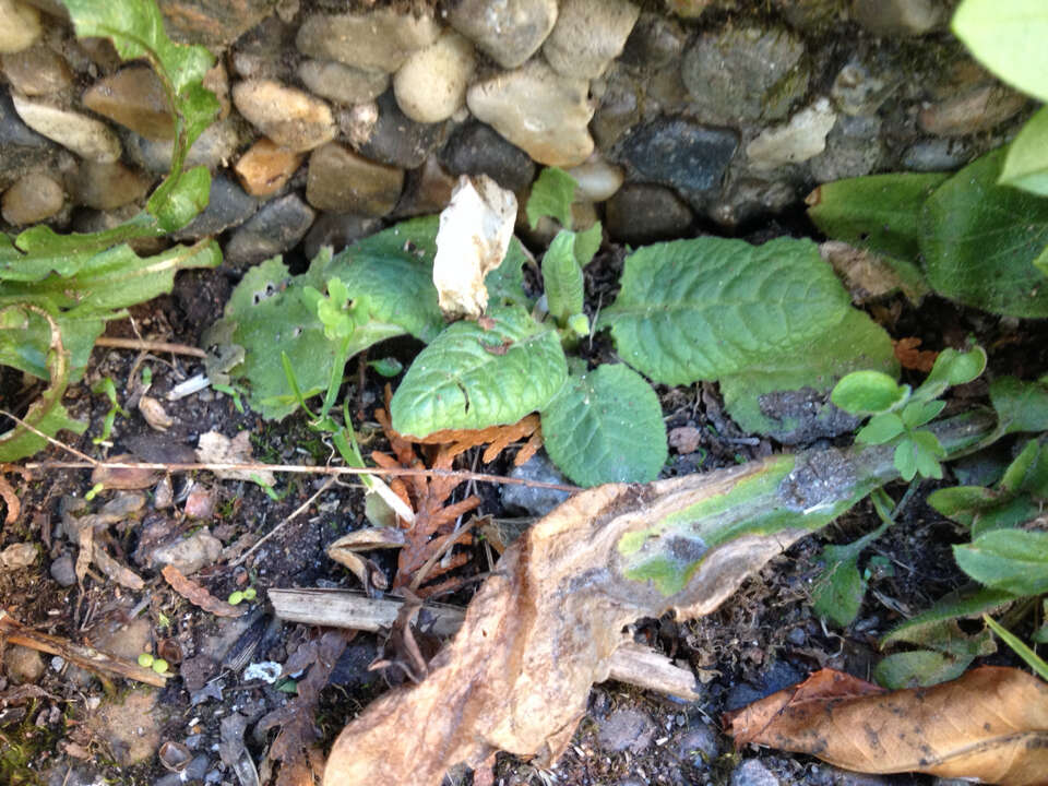 Image of Primula veris subsp. veris