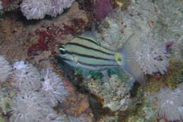 Image of Five-lined cardinalfish