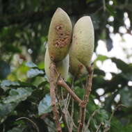 Image of Northern silky oak