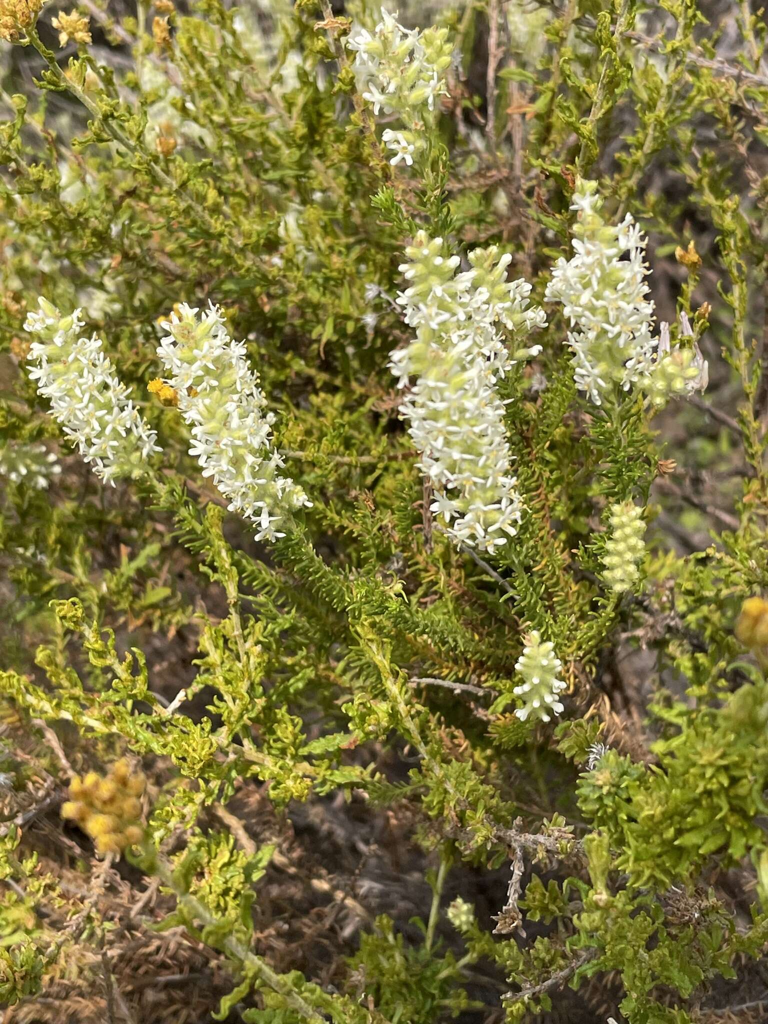 Selago glutinosa E. Mey. resmi