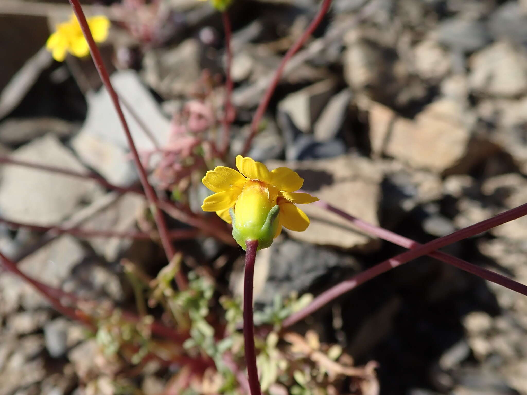 Image of Mt. Hamilton tickseed