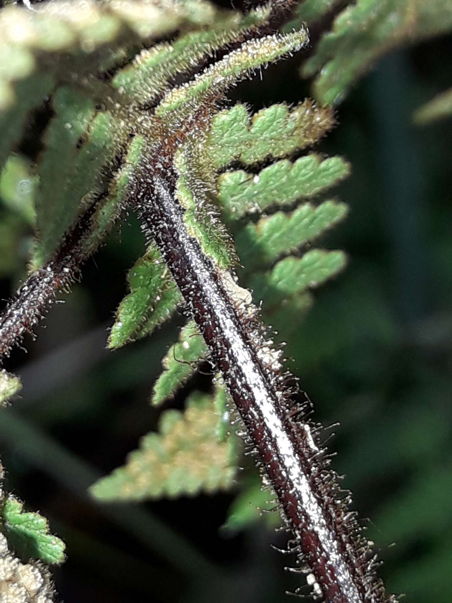 Image of Hypolepis rugosula subsp. lactea (Brownsey & Chinnock) Schwartsb.