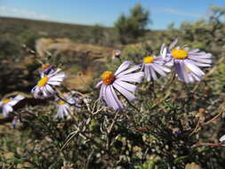 Image of Felicia hirsuta DC.