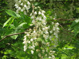 <i>Wisteria floribunda</i> var. <i>alba</i> DC.的圖片