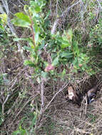 Image of Coyote Brush Bud Gall Midge