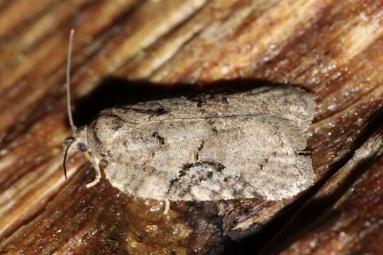 Image of Acleris chalybeana Fernald 1882