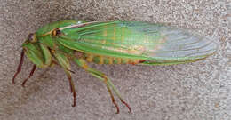 Image of Cyclochila