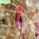 Image of Lepanthes corkyae Luer & Hirtz