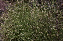 Image of Three-leafed chaff flower