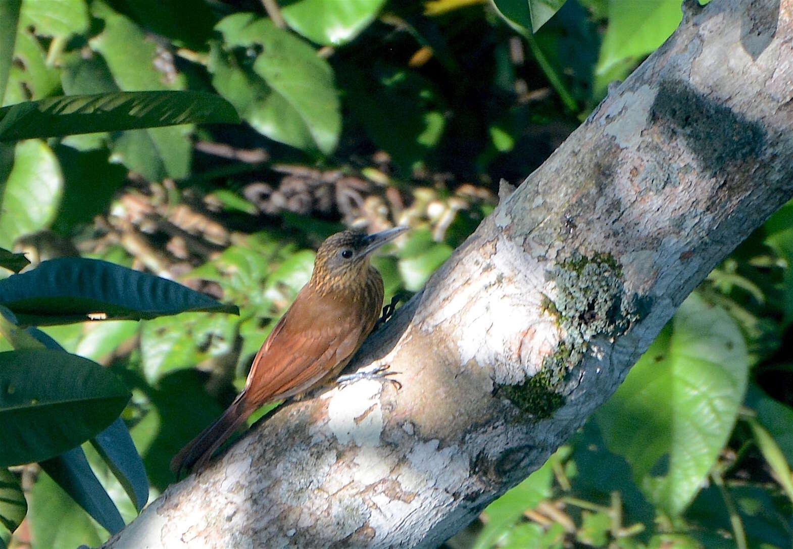 Image of Buff-throated Woodcreeper