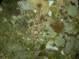 Image of Southern Leaf-tailed Gecko