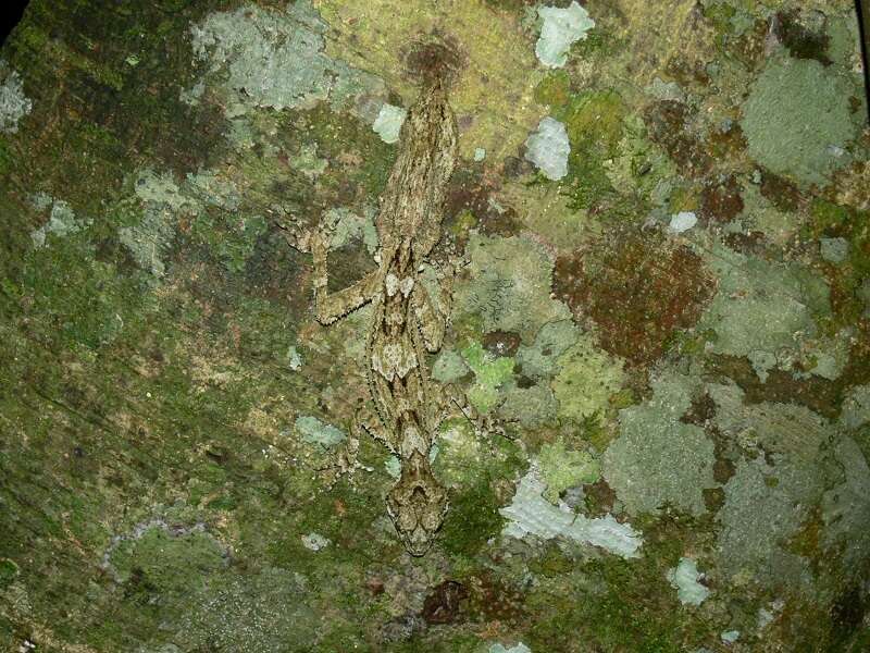 Image of Southern Leaf-tailed Gecko