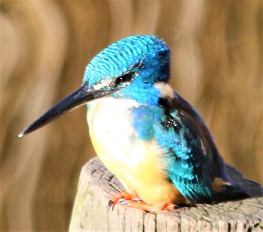 Image of Half-collared Kingfisher