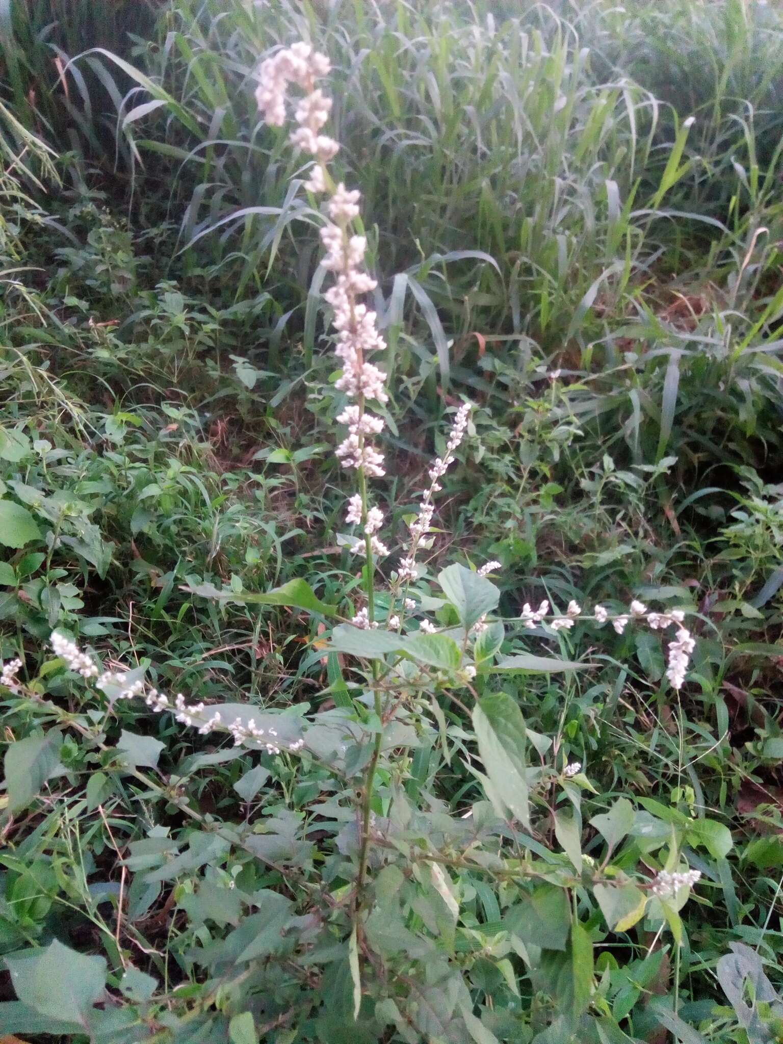 Imagem de Celosia trigyna L.