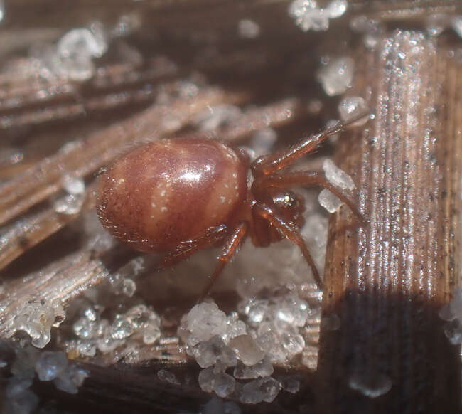 Image of Cobweb weaver