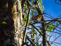 Image of Chestnut-backed Tanager