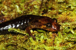 Image of Imitator Salamander