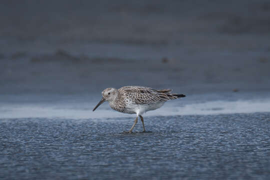 Image of Great Knot