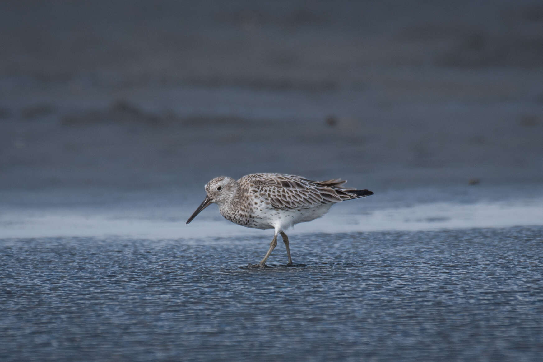 Image of Great Knot