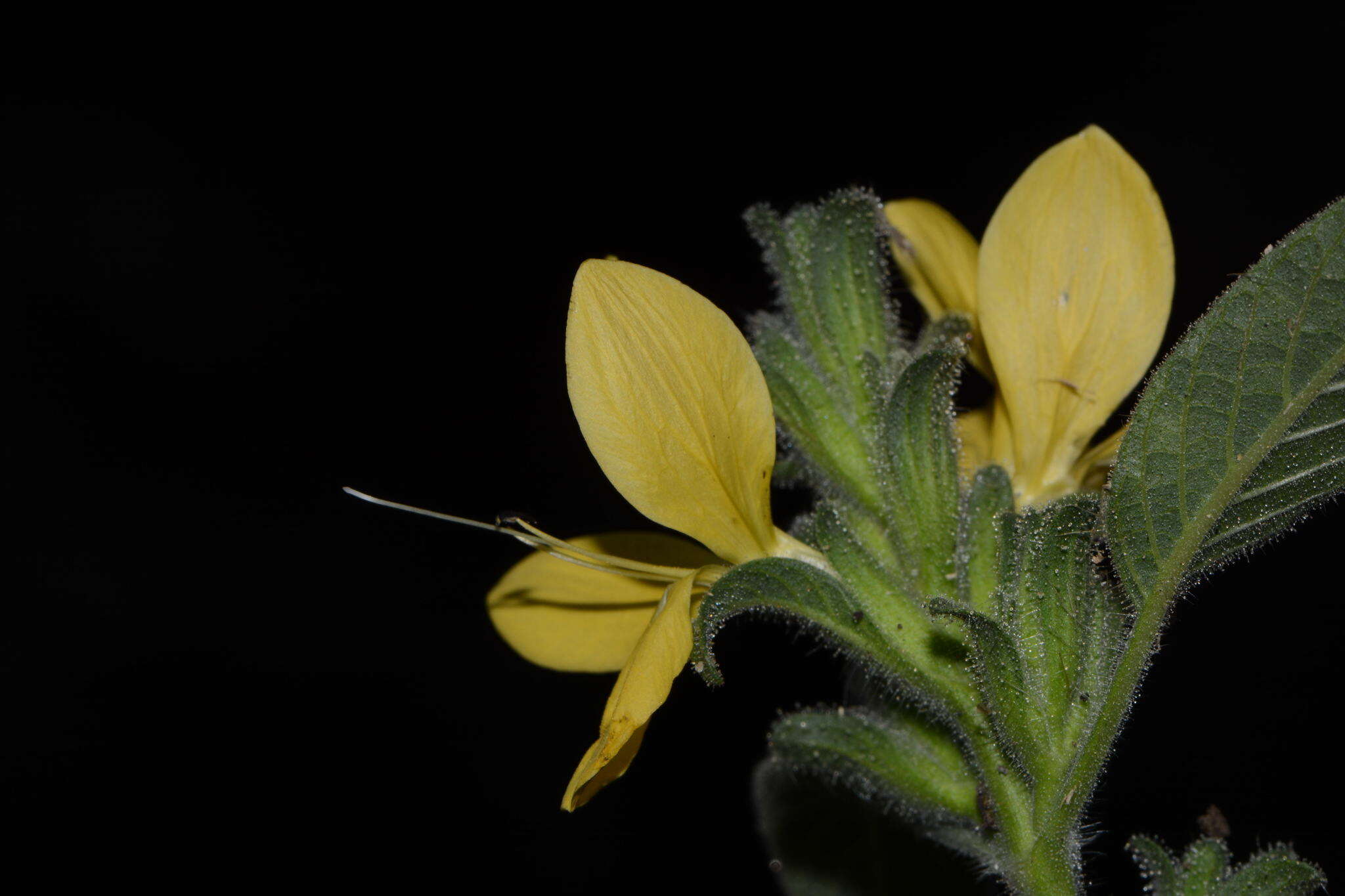 Tetramerium glandulosum Oerst. resmi