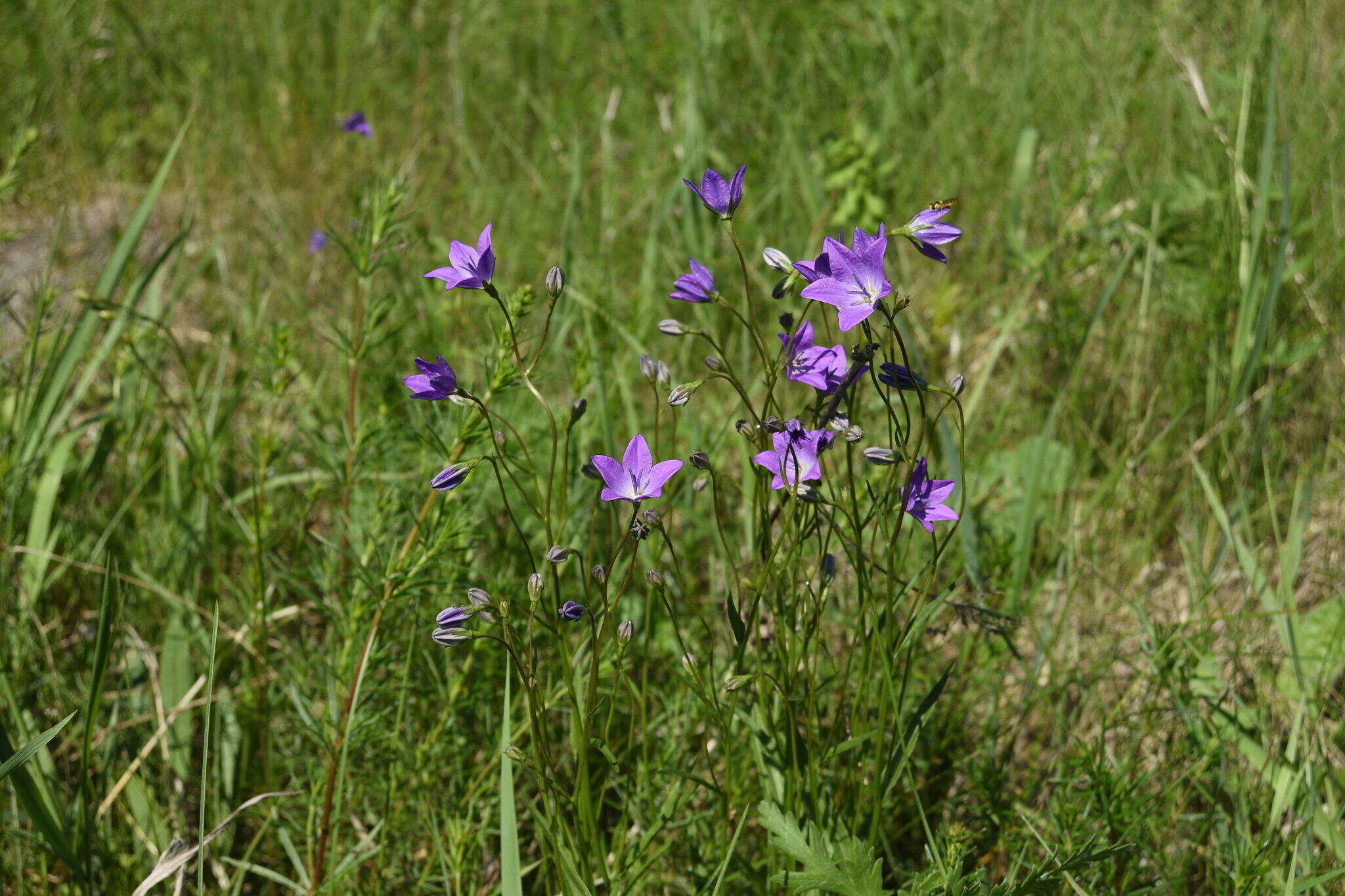 Campanula stevenii subsp. wolgensis (P. A. Smirn.) Fed. resmi