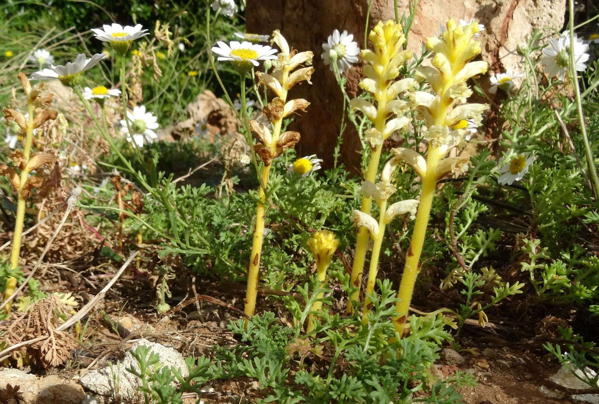 Image of Orobanche iammonensis A. Pujadas & P. Fraga